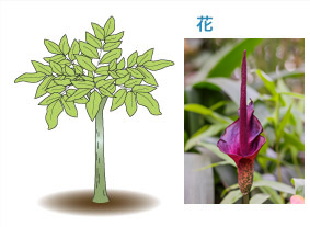 こんにゃく芋の茎と葉っぱのイラストとこんにゃく芋の花の写真