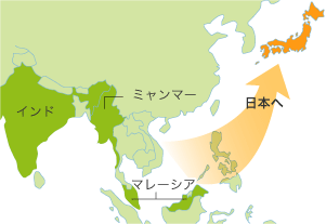 ミャンマー、マレーシア、インドから日本へ渡ったこんにゃく芋