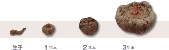 こんにゃく芋の成長ごとの写真（生子→１年玉→２年玉→３年玉）