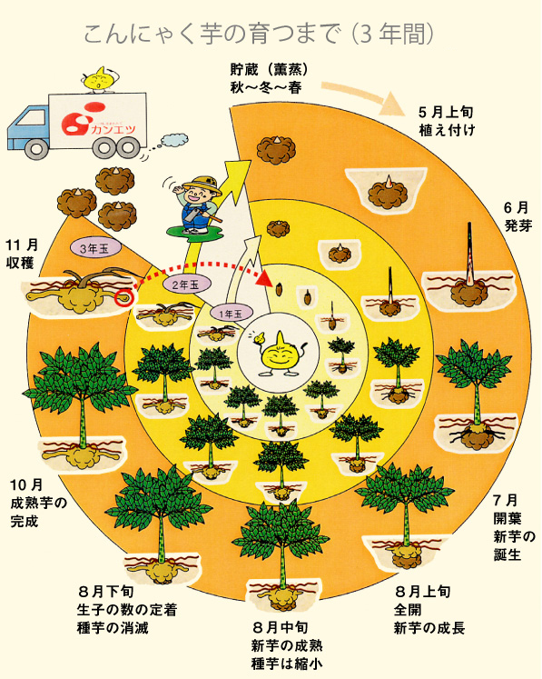 こんにゃく芋の育つまで 関越物産 こんにゃく芋の育つまで 関越物産