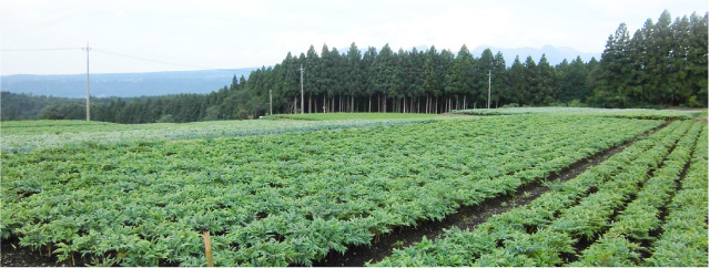 こんにゃく芋の産地 消費地 関越物産